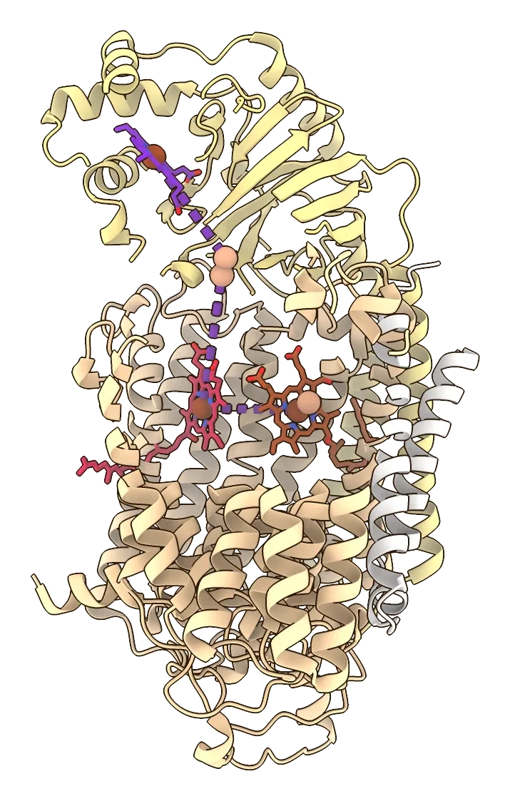 Oxidase caa3 e o caminho dos seus electrões